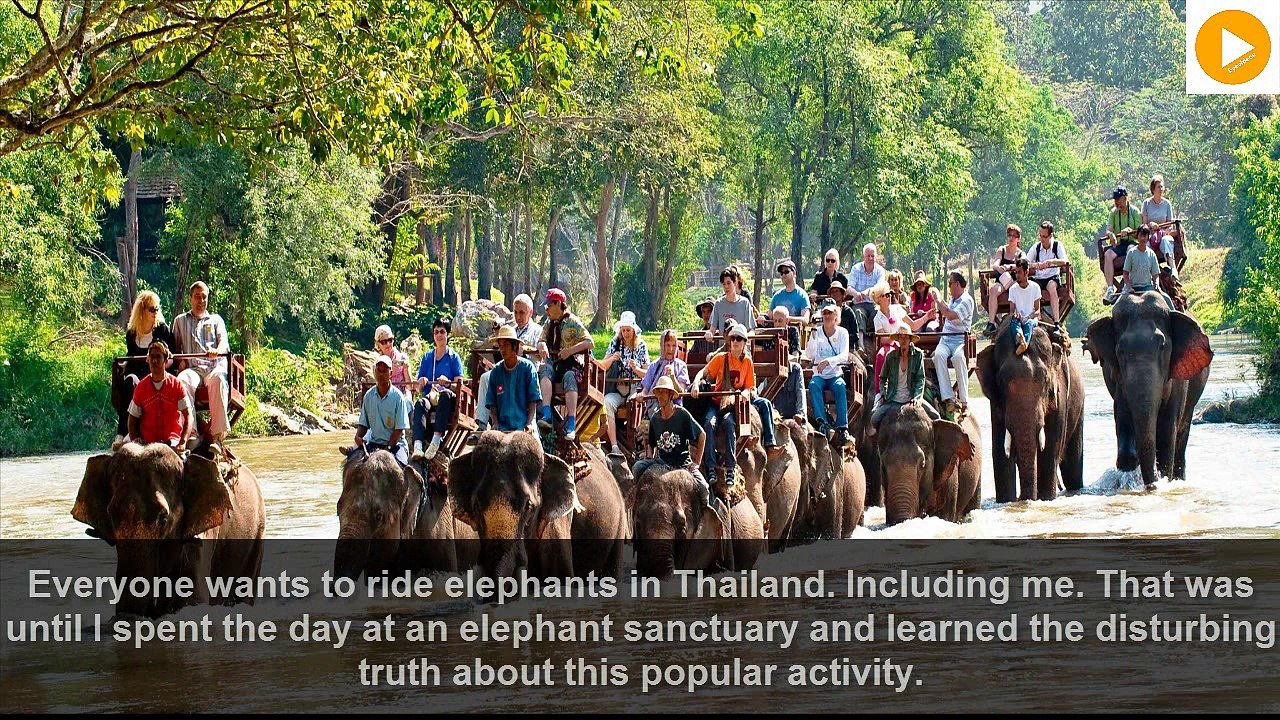 Elephant in Thailand