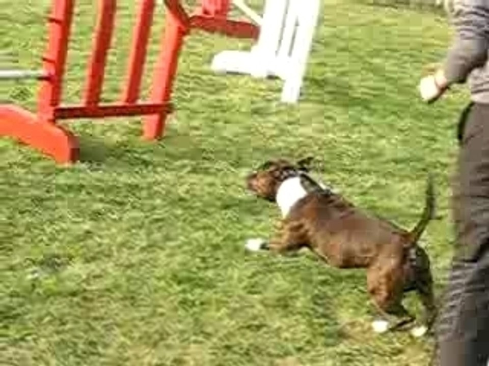 Alpha & l'Agility