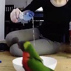Suyu Görünce Çılgınca Sevinen Papağan :)