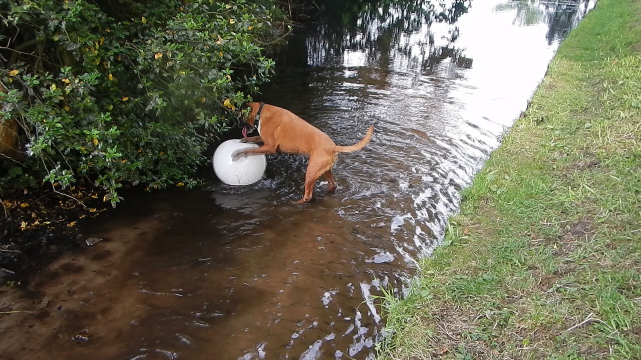 Zeppo spoils the ball