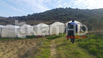 3100 policë në terren për zbulimin e kanabisit