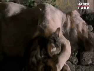 Kedi araba çarpan köpeğin yanına koştu