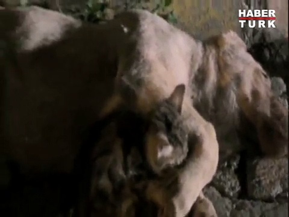 Kedi araba çarpan köpeğin yanına koştu