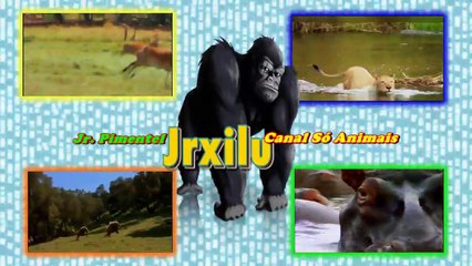 GIRAFA VS LEÃO LUTAR OU CORRER