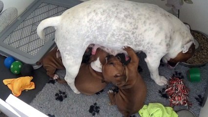 97ème Vidéo Maman et ses Ptits oeufs de STAFFORDLAND