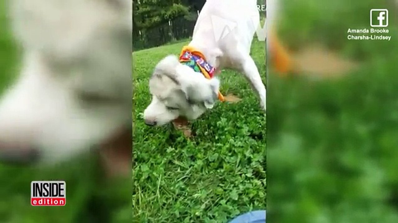 La propriétaire du chien l'a négligé et ne l'a pas tondu depuis 7 ans. Maintenant, découvrez à quoi il ressemble après