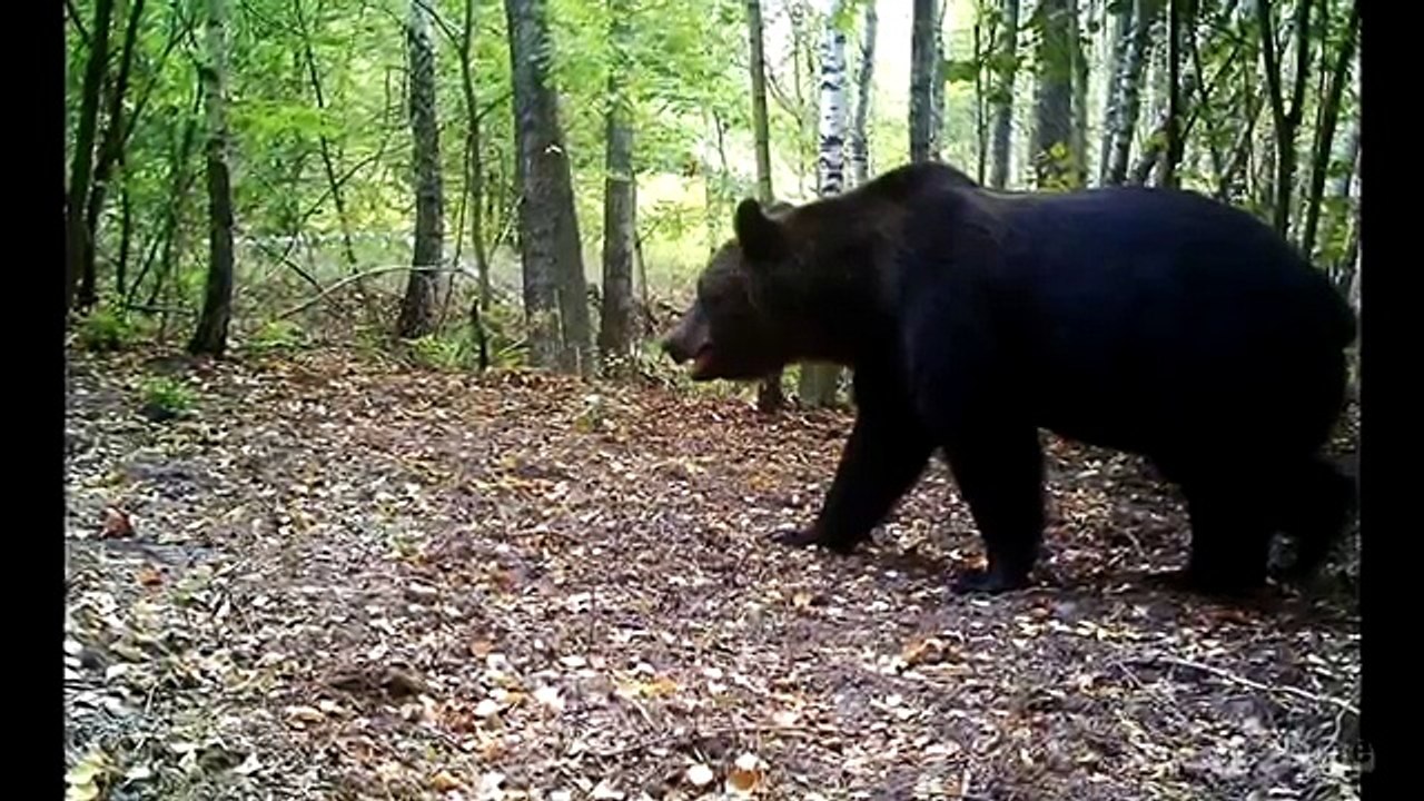 Des caméras ont été cachés près de l'ancien réacteur nucléaire de Tchernobyl. Quand les chercheurs ont vu les images, i