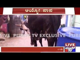 Davanagere: Cow Drinks Its Own Milk Unable To Bear The Weight