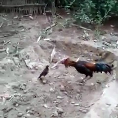 Un gallo de pelea se enfrenta a un pajarito y es captado ante las camaras