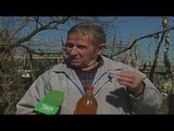 Mollët bëhen uthull, zgjidhja e fermerëve të Korçës - Top Channel Albania - News - Lajme
