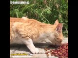 Gelinin Yaptığı Yemeği Beğenmeyen Kaynana Gibi Hem Yiyip Hem Söylenen Kedi