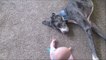 Cute DOGS and BABIES Playing TOGETHER  [Funny Pets]-werwer23