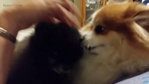 JEALOUS DOGS Want  heir Owners 2017  [Funny Pets]