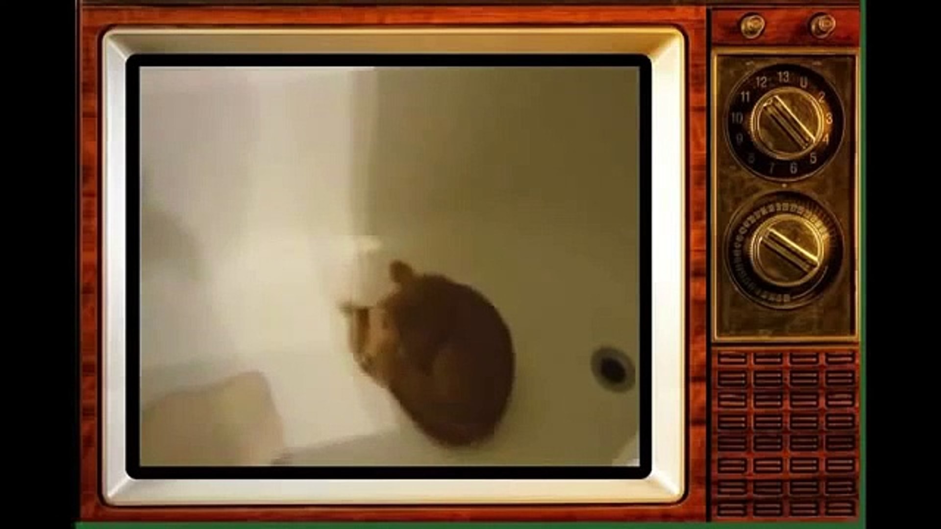 Funny Videos 2017  - Funny Cats Video - Funny Cat 2342342wrunny Animals - Funny Cats