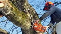 Dana Point, CA Tree Removal Service - Reasons for Hiring Professional Tree Removal Services