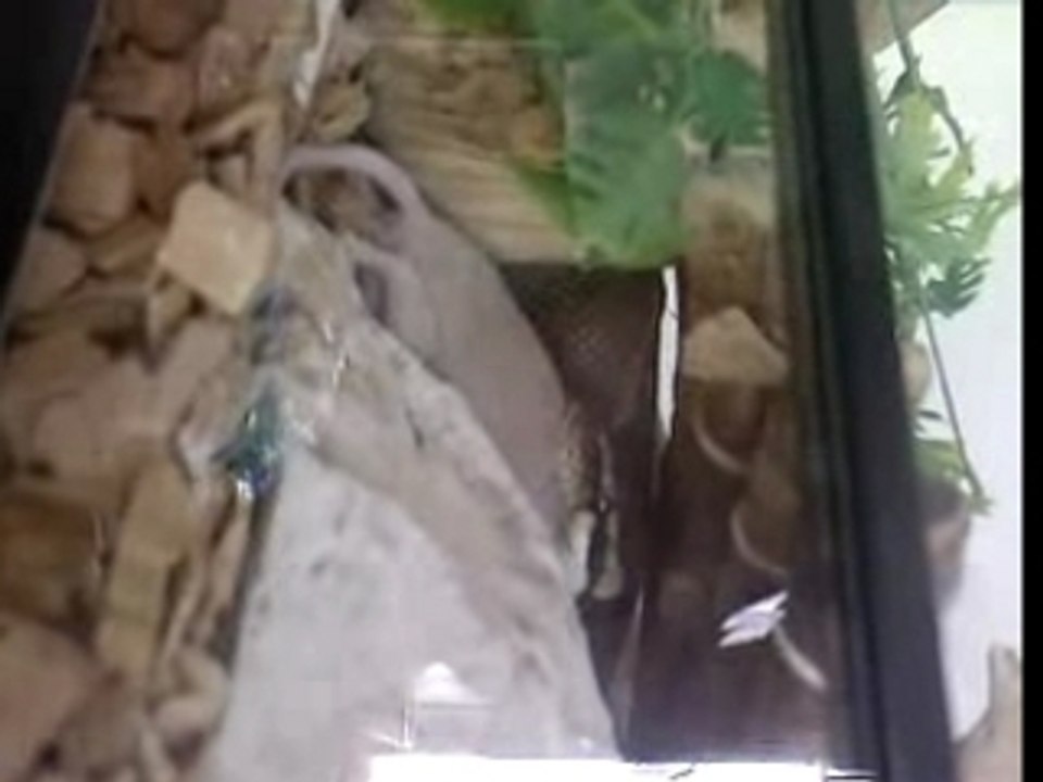 repas du serpent