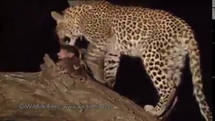 Superior, Unbelievable Sympathy Moment Of Tiger And Donkey Child