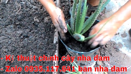 Kỹ Thuật chỉnh chậu nha đam con bị lệch vào giữa chậu l Zalo 0935.117.641 - Bán nha đam chậu giá rẻ