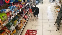 Dog Picks Out His Own Treats Pet Video 2017 - Daily Heart Beat