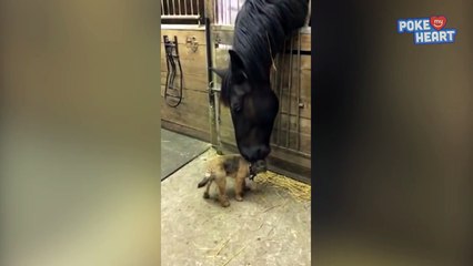 Puppy and Horse Friendship Video 2017 - Daily Heart Beat