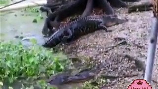 Crocodile Vs Cat Animal Fight Amazaing