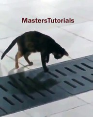 Amazing cat video quick fast black cat caught rat from the hole