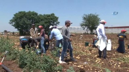 Tarım İşçilerinin Sıcakta Ekmek Mücadelesi