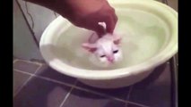 Funny Cats Enjoying Bath _ Cats That LOVE Water Co