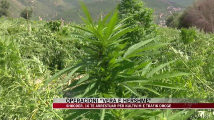 Në pranga 16 kultivues të kanabisit në Shkodër - News, Lajme - Vizion Plus