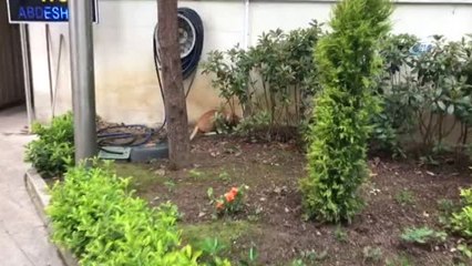 Kedi, Fareyi Kargaya Av Olmaktan Böyle Korudu