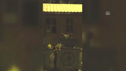 Uludağ'da Iftarın Davetsiz Misafirleri