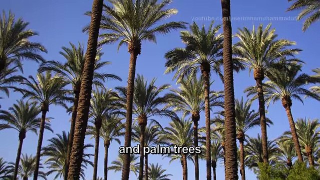 Surah Rahman - Mishary Rashid Al Afasy سورة الرحمن - مشاري العفاسي