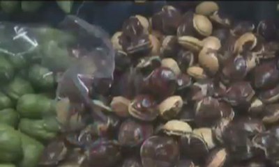 Harga Jengkol Melejit Rp.100 Ribu per Kilogram