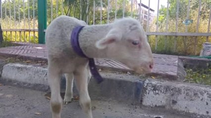 Annesi Ölen Kuzuyu Çocukları Gibi Bakıyor