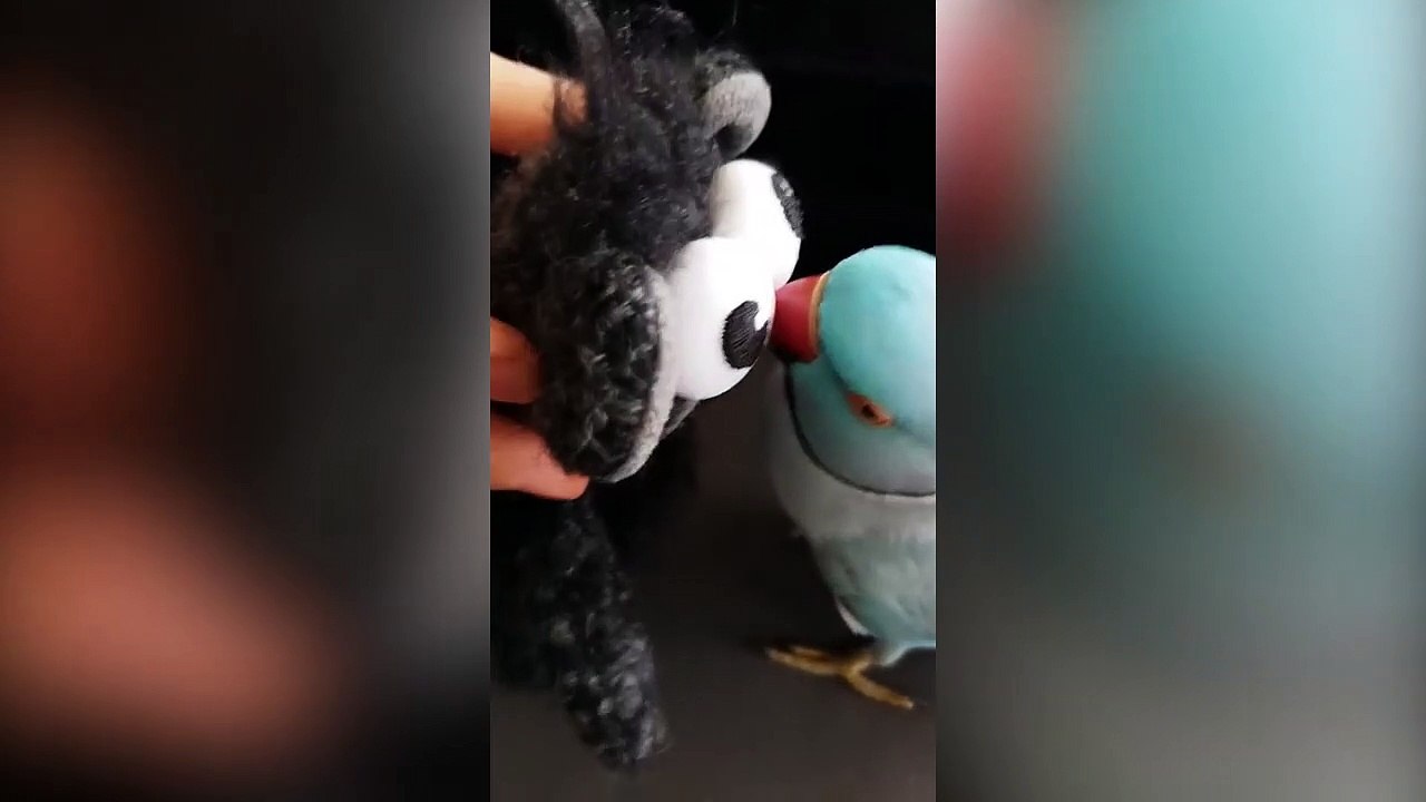 Ce perroquet raconte sa vie à son jouet... Trop drole