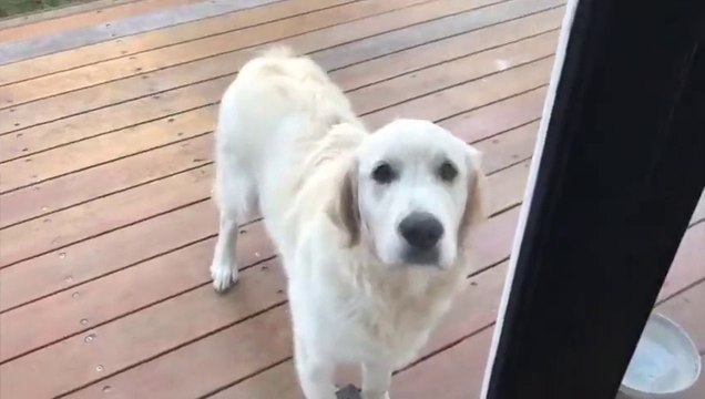 Quand tu découvres que ton chien a fait plein de bétises