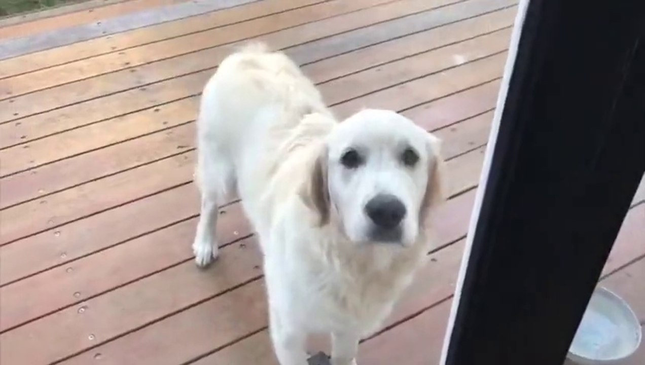Quand tu découvres que ton chien a fait plein de bétises