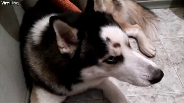 Ce husky vous chante une petite chanson