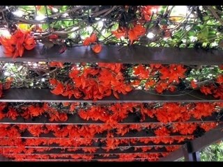 les fleurs de l'île de la Réunion