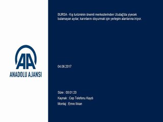 Uludağ'da iftarın davetsiz misafirleri