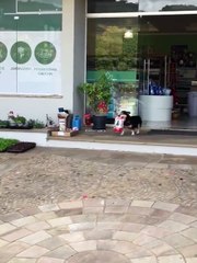 Un chien ramène son paquet de croquettes du supermarché