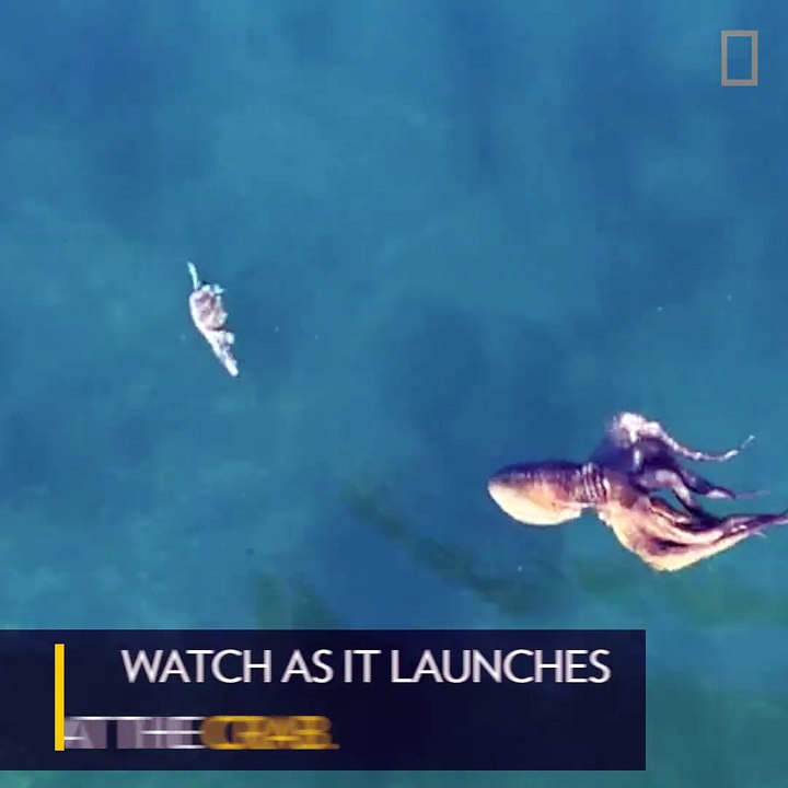 agile octopus work for its meal in a mesmerizing chase