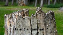 Are Insects or Birds Animals