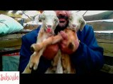 Cute Baby Goats - A Cute And Funny Baby Goats Compilation