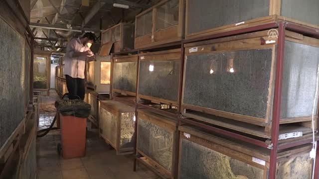 Hamam Böceğinin Tanesini 4 Liradan Satıyor
