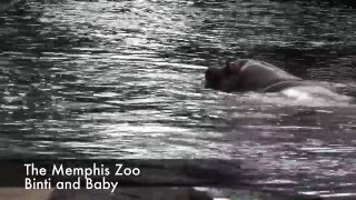 Une femelle hippopotame et son petit