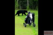 In the US the bear landed on the golf course