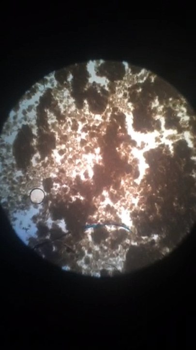SVT - Bacteries yaourt