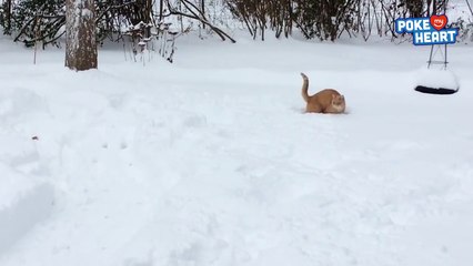 Cute Cat LOVES Snow Video 2017 - Daily Heart Beat