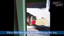 Sweet Cat Delivers a Flower Video 2017 - Daily Heart Beat